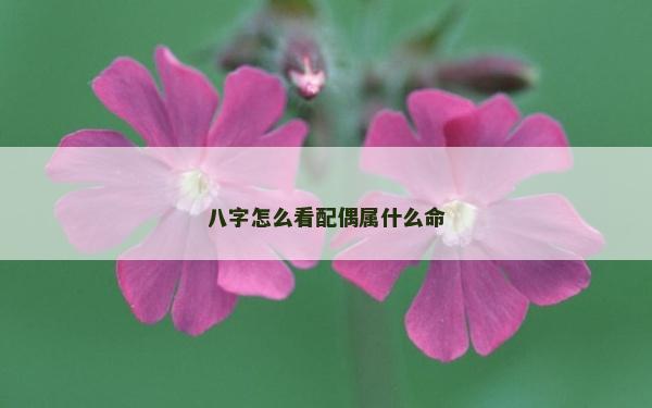 八字怎么看配偶屬什么命
