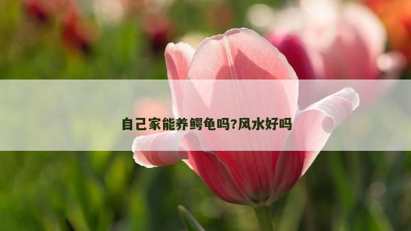 自己家能養(yǎng)鱷龜嗎?風(fēng)水好嗎 自己家能養(yǎng)鱷龜嗎?風(fēng)水好嗎