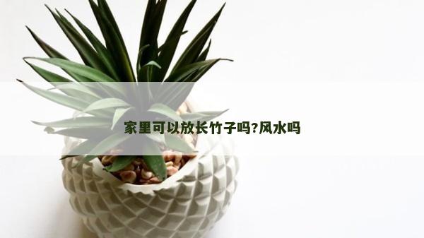 家里可以放長竹子嗎?風水嗎