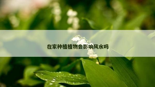 在家種植植物會影響風水嗎