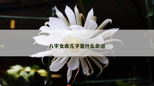 八字女命兒子是什么命運