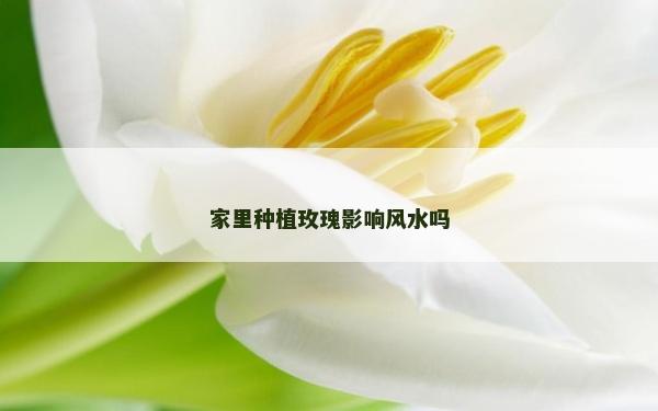家里種植玫瑰影響風(fēng)水嗎