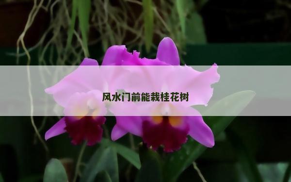 風水門前能栽桂花樹