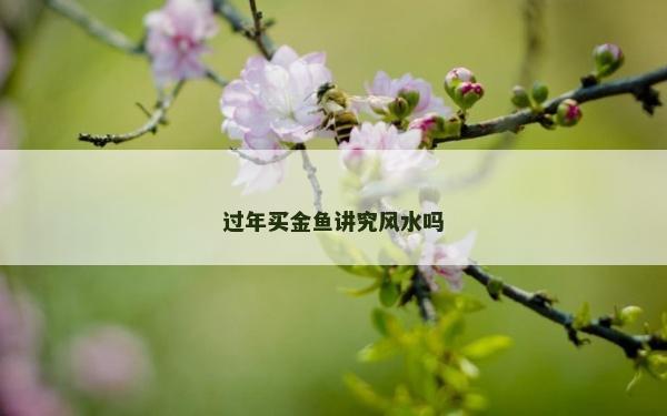過年買金魚講究風水嗎