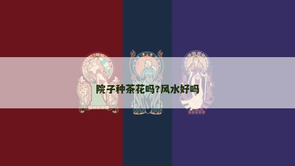院子種茶花嗎?風水好嗎