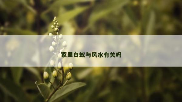 家里白蟻與風(fēng)水有關(guān)嗎