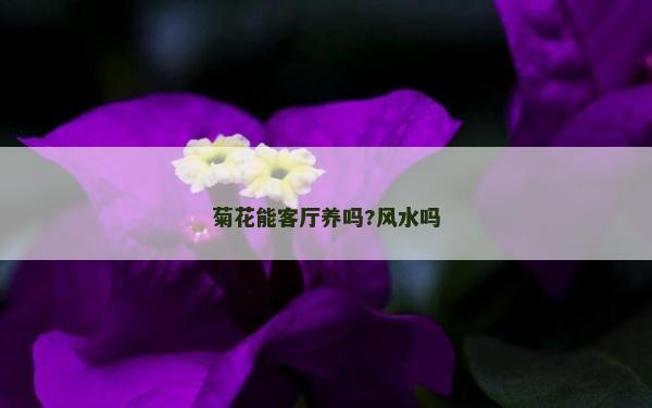 菊花能客廳養嗎?風水嗎