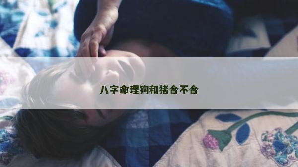 八字命理狗和豬合不合