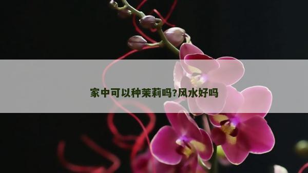 家中可以種茉莉嗎?風水好嗎