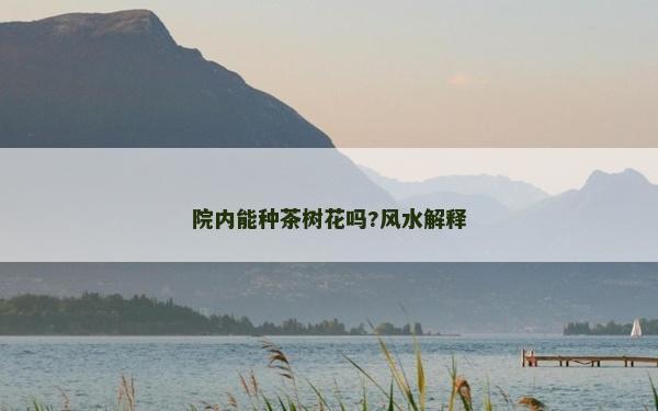院內能種茶樹花嗎?風水解釋
