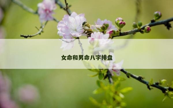 女命和男命八字排盤