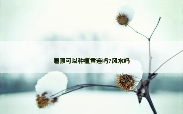 屋頂可以種植黃連嗎?風水嗎