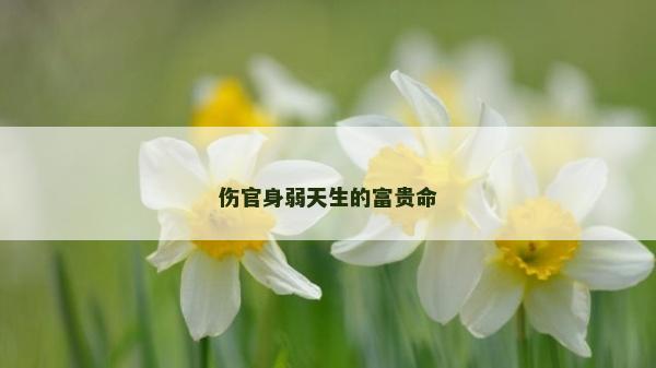 傷官身弱天生的富貴命