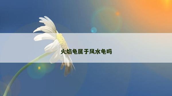 火焰龜屬于風水龜嗎