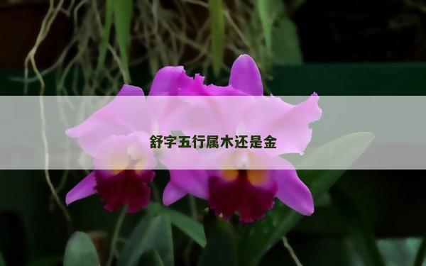舒字五行屬木還是金