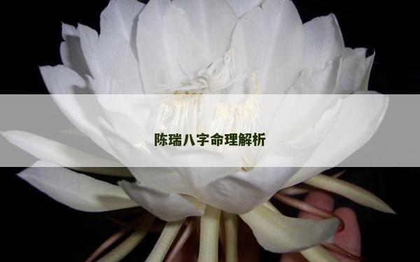 陳瑞八字命理解析