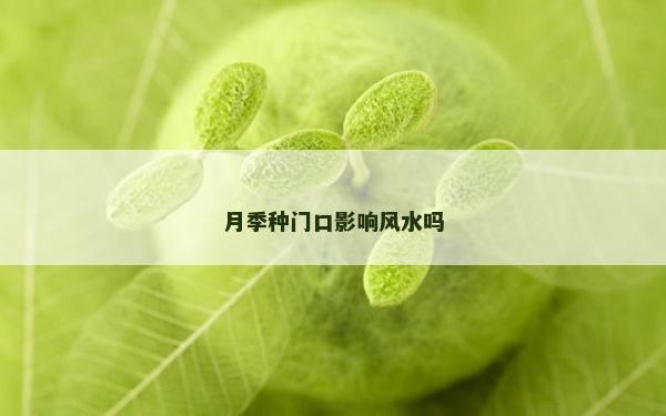 月季種門口影響風水嗎