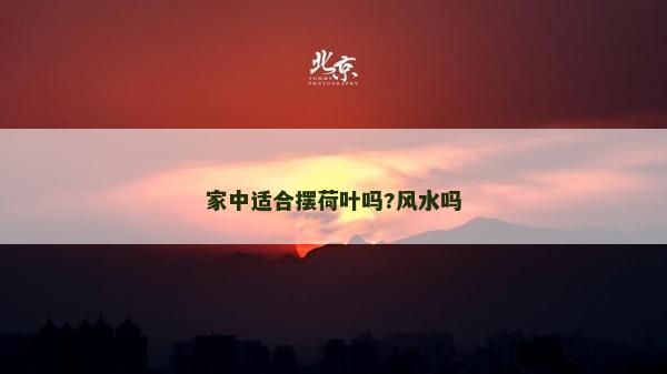 家中適合擺荷葉嗎?風水嗎