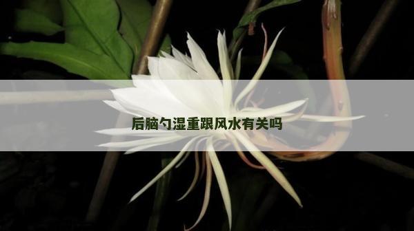 后腦勺濕重跟風(fēng)水有關(guān)嗎 后腦勺濕重跟風(fēng)水有關(guān)嗎