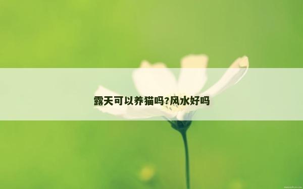 露天可以養貓嗎?風水好嗎