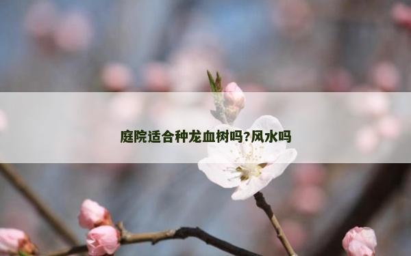 庭院適合種龍血樹嗎?風(fēng)水嗎
