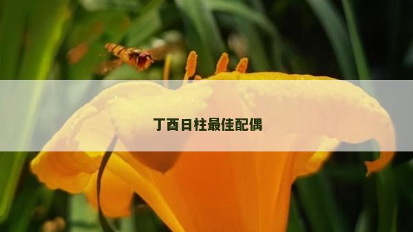 丁酉日柱最佳配偶