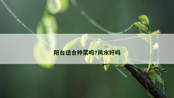 陽臺適合種菜嗎?風水好嗎
