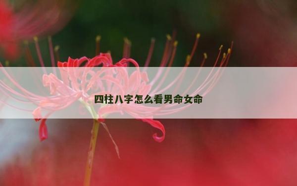四柱八字怎么看男命女命