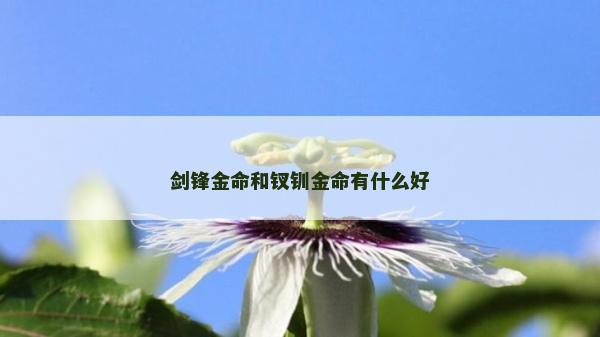 劍鋒金命和釵釧金命有什么好