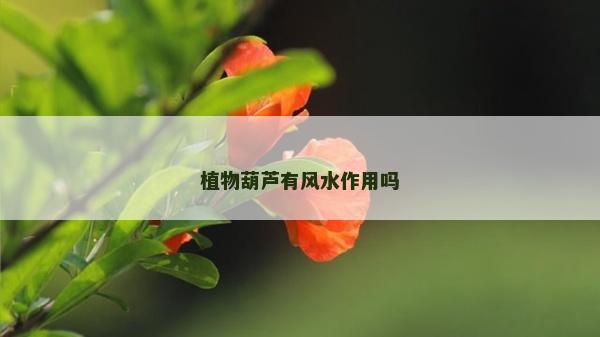 植物葫蘆有風(fēng)水作用嗎