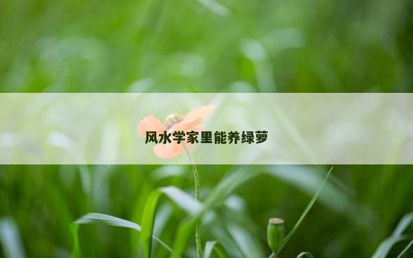 風水學家里能養綠蘿
