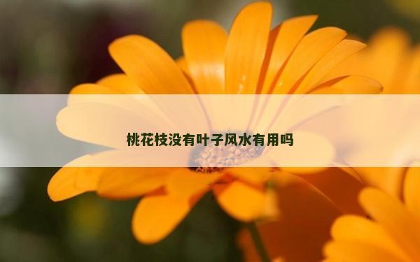 桃花枝沒有葉子風水有用嗎