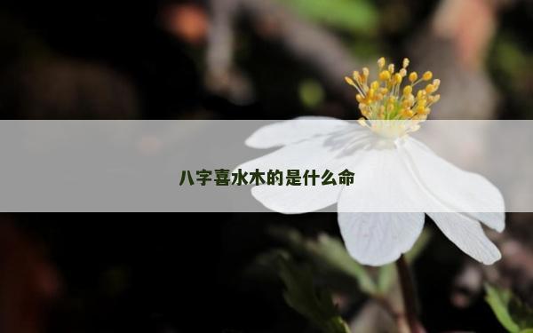 八字喜水木的是什么命