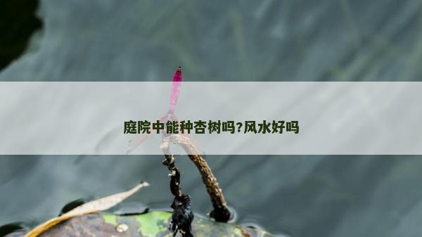 庭院中能種杏樹嗎?風水好嗎