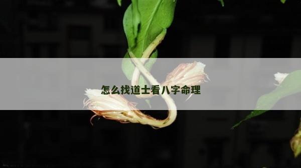 怎么找道士看八字命理