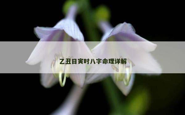 乙丑日寅時八字命理詳解