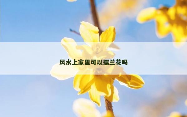 風水上家里可以擺蘭花嗎