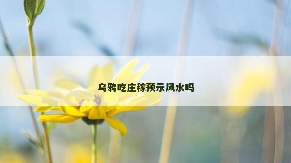 烏鴉吃莊稼預示風水嗎