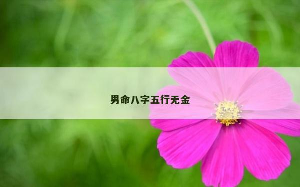 男命八字五行無金