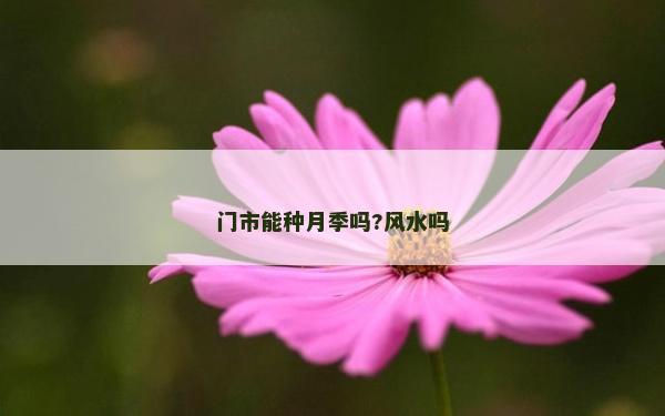 門市能種月季嗎?風水嗎