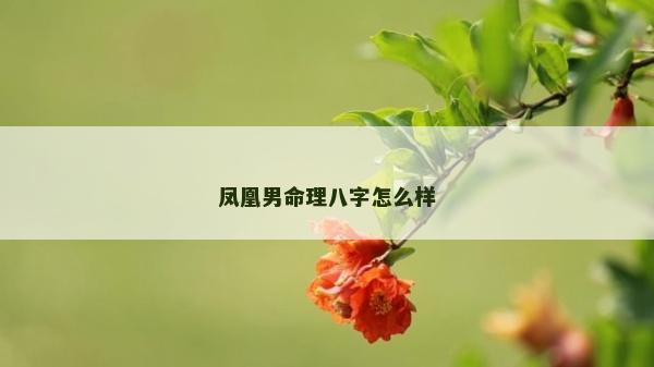 鳳凰男命理八字怎么樣