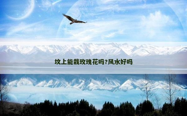 墳上能栽玫瑰花嗎?風水好嗎