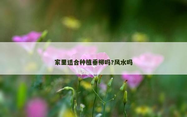 家里適合種植垂柳嗎?風水嗎