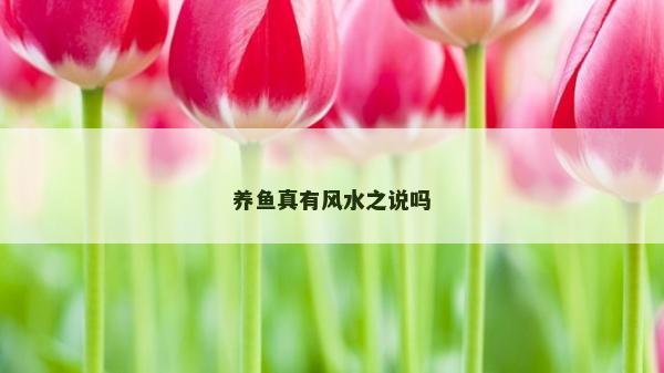 養魚真有風水之說嗎