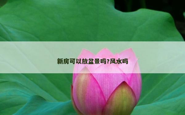 新房可以放盆景嗎?風水嗎