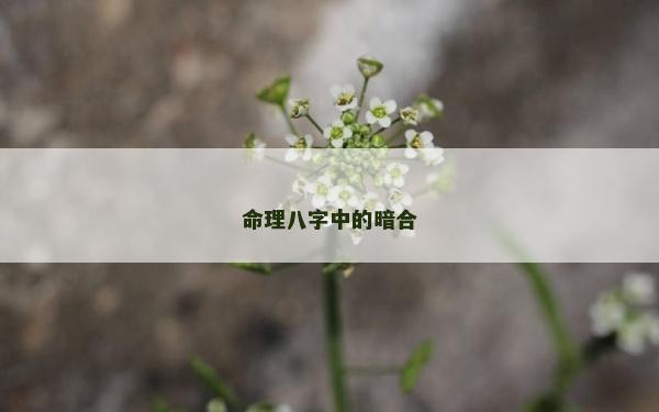 命理八字中的暗合