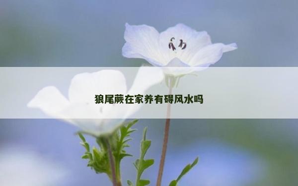狼尾蕨在家養有礙風水嗎