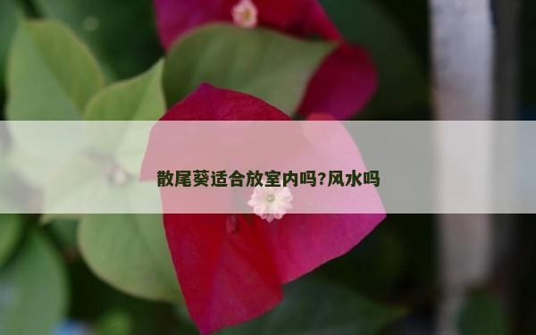 散尾葵適合放室內嗎?風水嗎
