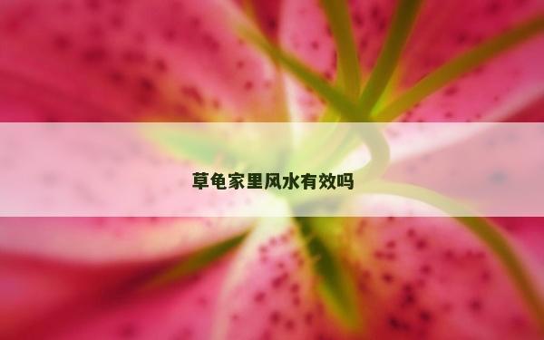 草龜家里風水有效嗎