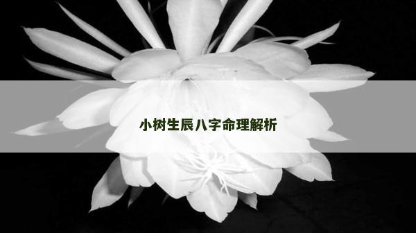 小樹生辰八字命理解析